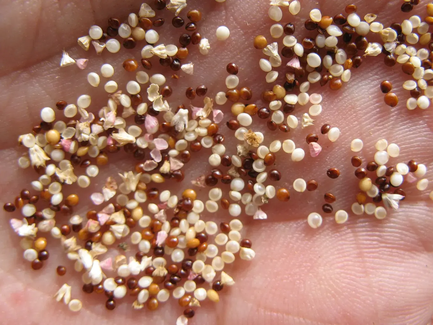 Amaranth