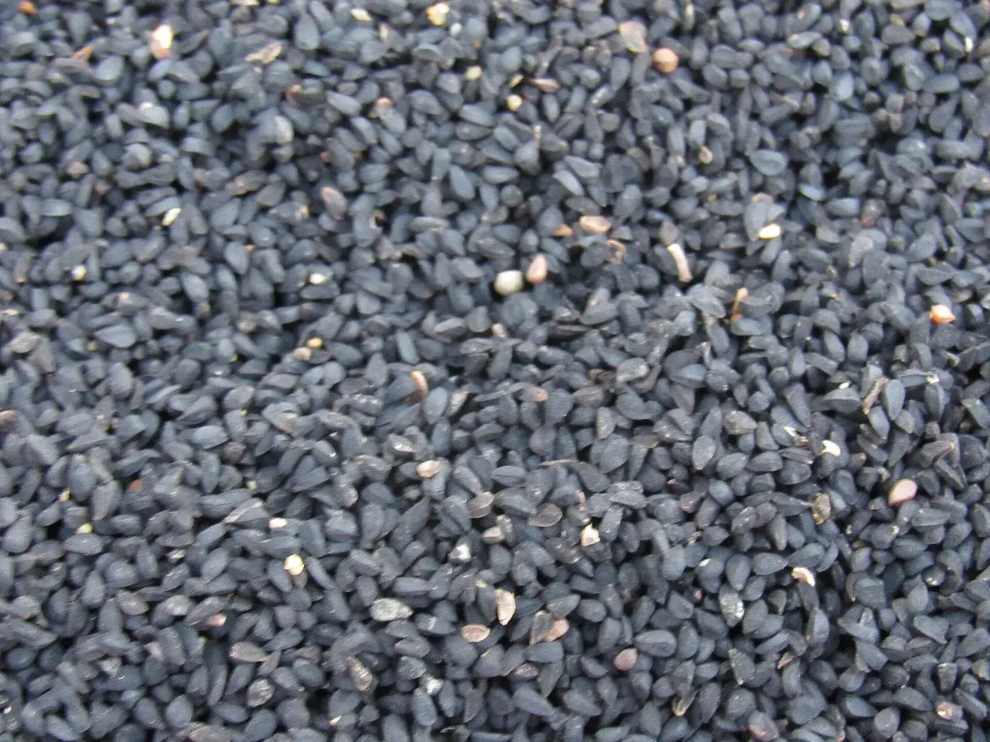 Black seed (Nigella sativa) close up