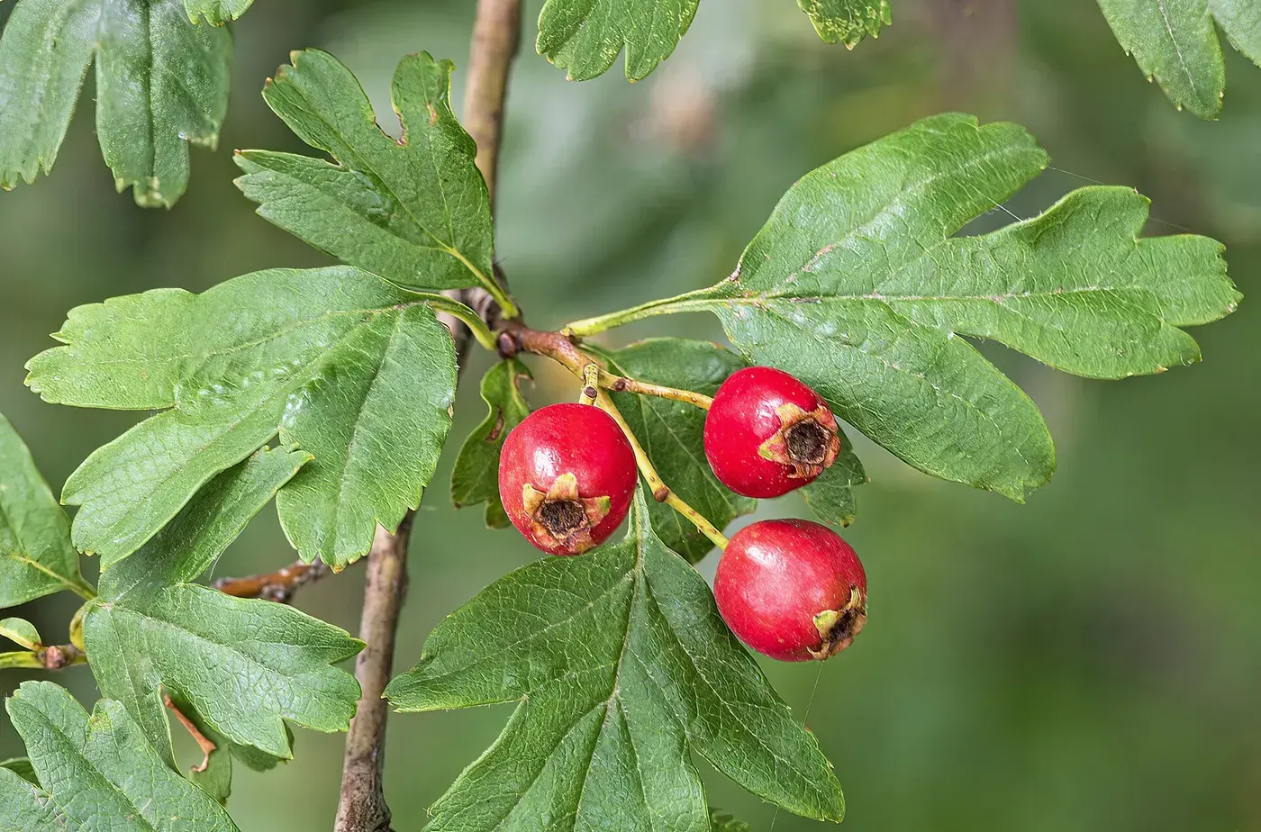 Hawthorn Berry Powder