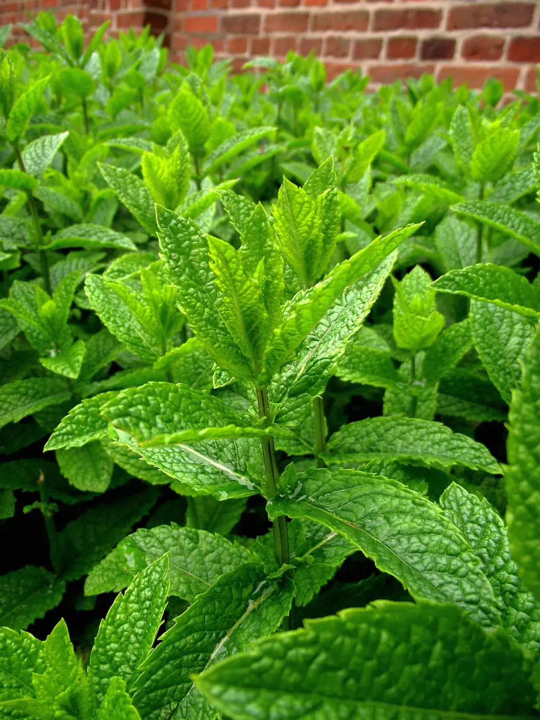 Peppermint Leaf