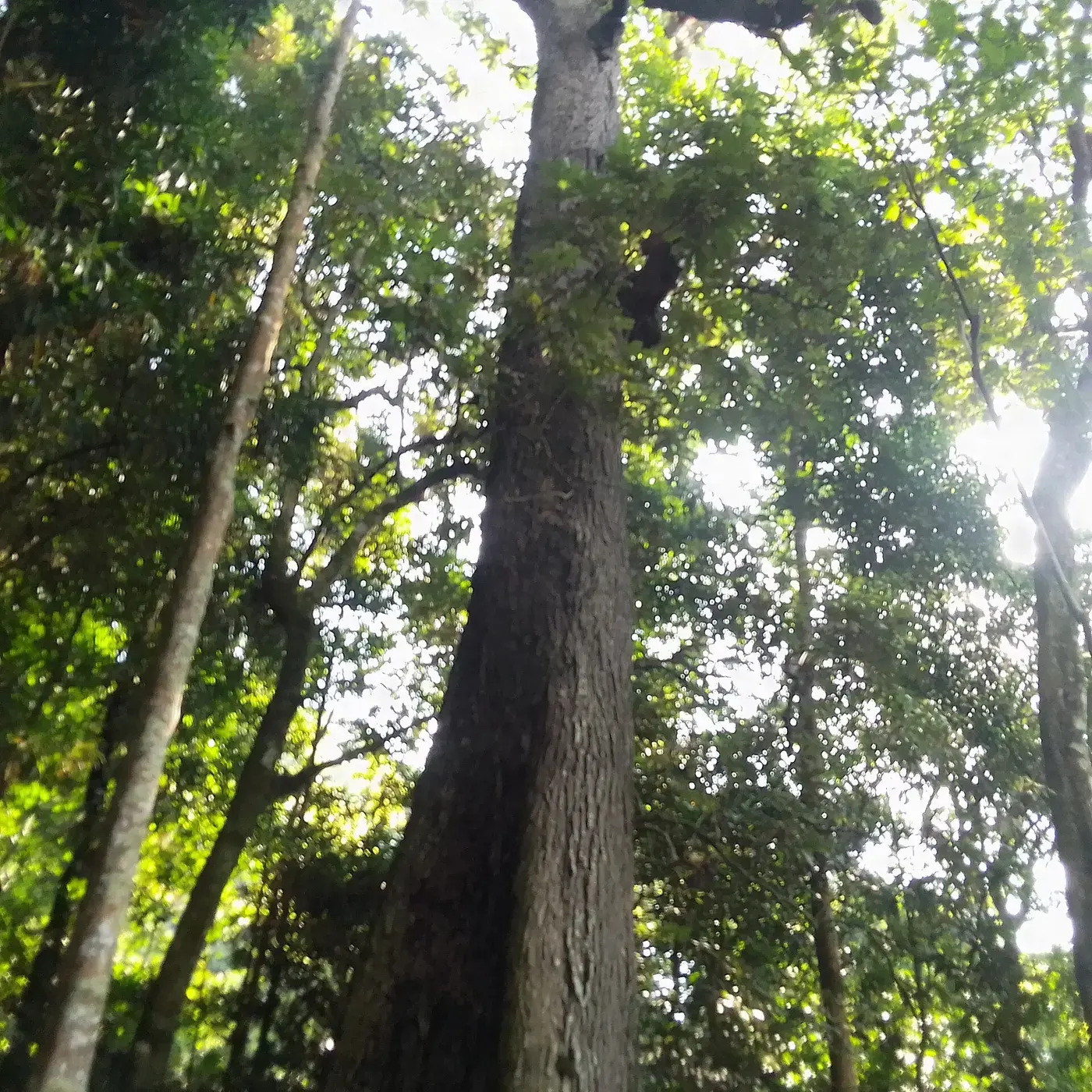 Prunus africana tree